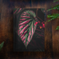 Begonia Brevirimosa Exotica Notebook